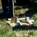 America's 250th Anniversary 50-Gun Salute