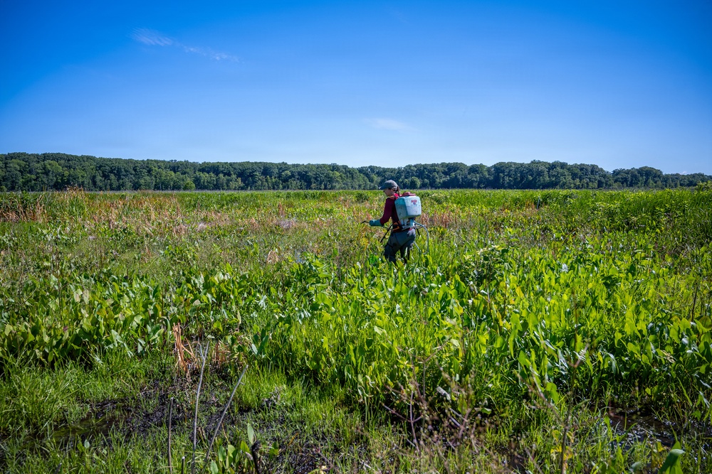 Mentor Marsh Flowering Rush Treatment