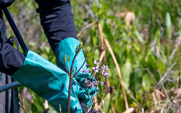 Mentor Marsh Flowering Rush Treatment