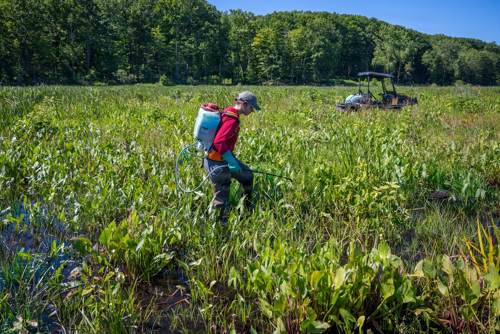 Mentor Marsh Flowering Rush Treatment