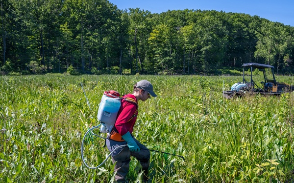 Mentor Marsh Flowering Rush Treatment