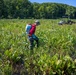 Mentor Marsh Flowering Rush Treatment