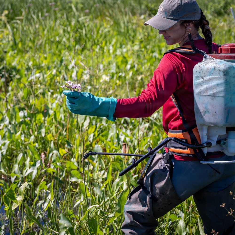 Mentor Marsh Flowering Rush Treatment