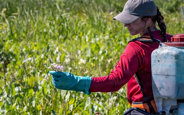 Mentor Marsh Flowering Rush Treatment