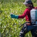 Mentor Marsh Flowering Rush Treatment