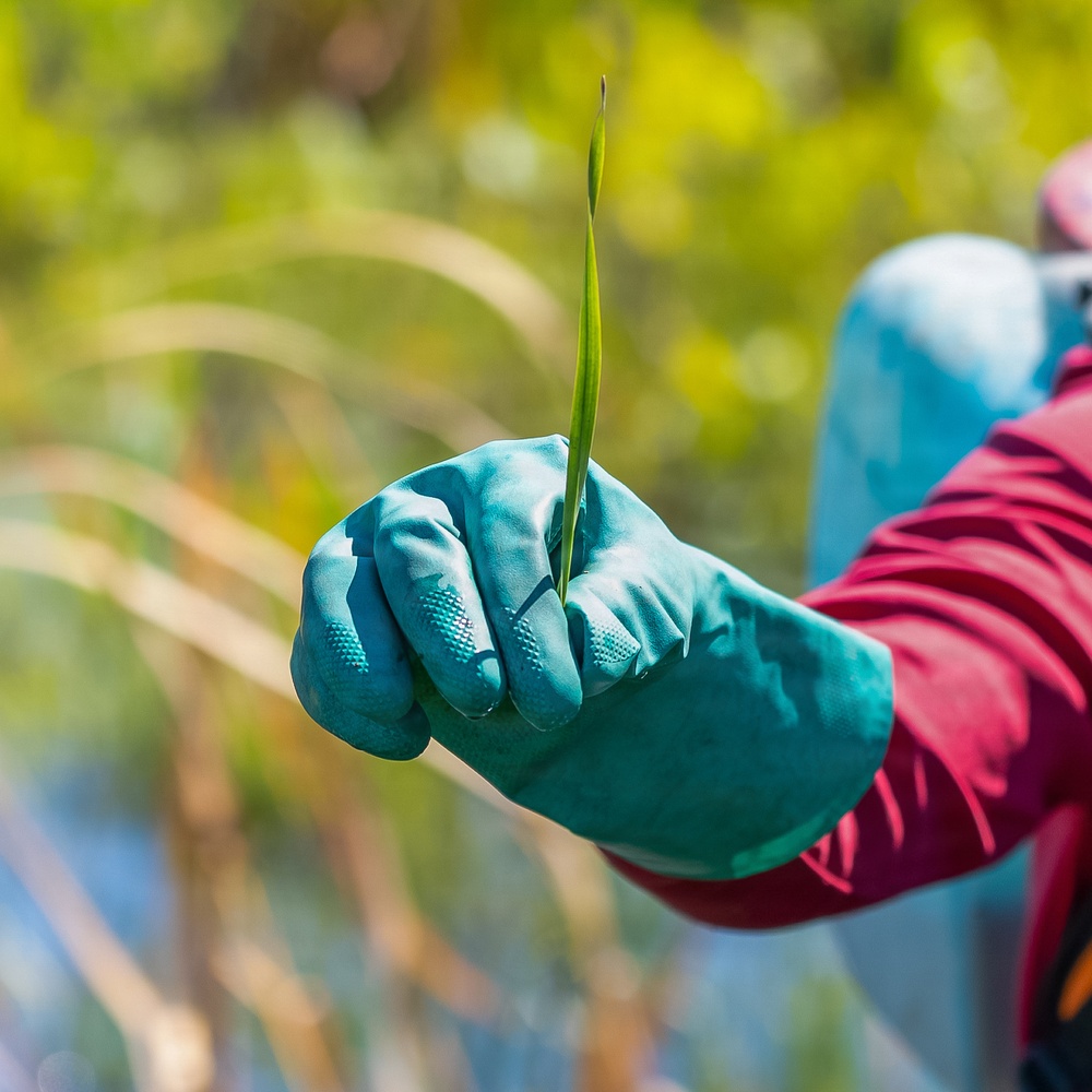 Mentor Marsh Flowering Rush Treatment