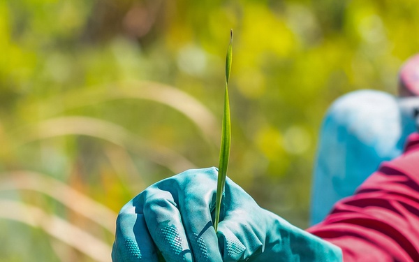 Mentor Marsh Flowering Rush Treatment