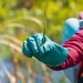 Mentor Marsh Flowering Rush Treatment