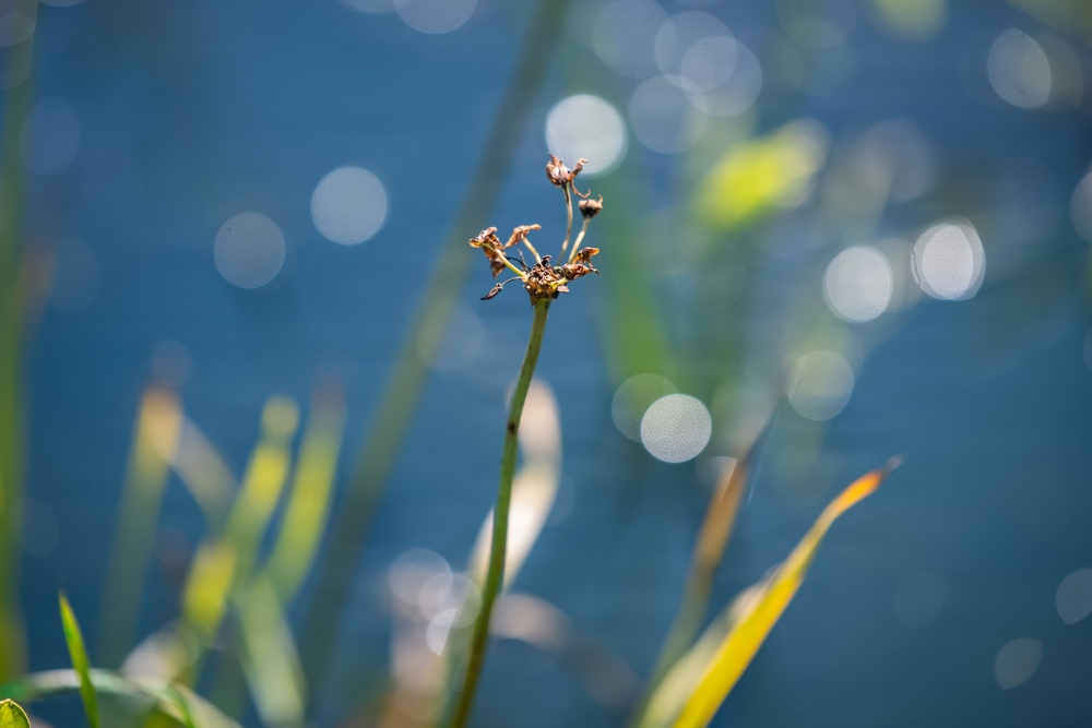 Mentor Marsh Flowering Rush Treatment