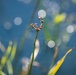 Mentor Marsh Flowering Rush Treatment
