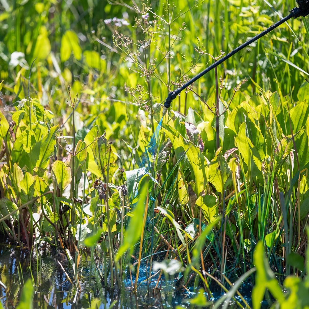 Mentor Marsh Flowering Rush Treatment