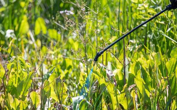 Mentor Marsh Flowering Rush Treatment