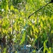 Mentor Marsh Flowering Rush Treatment