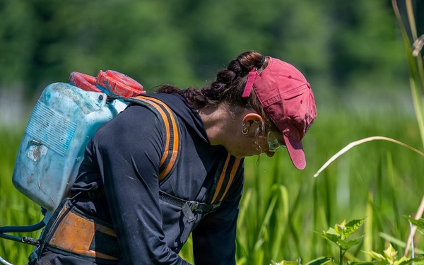 Mentor Marsh Flowering Rush Treatment