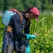 Mentor Marsh Flowering Rush Treatment