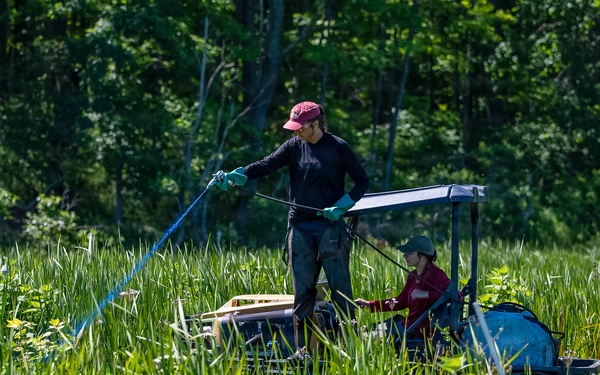 Mentor Marsh Flowering Rush Treatment