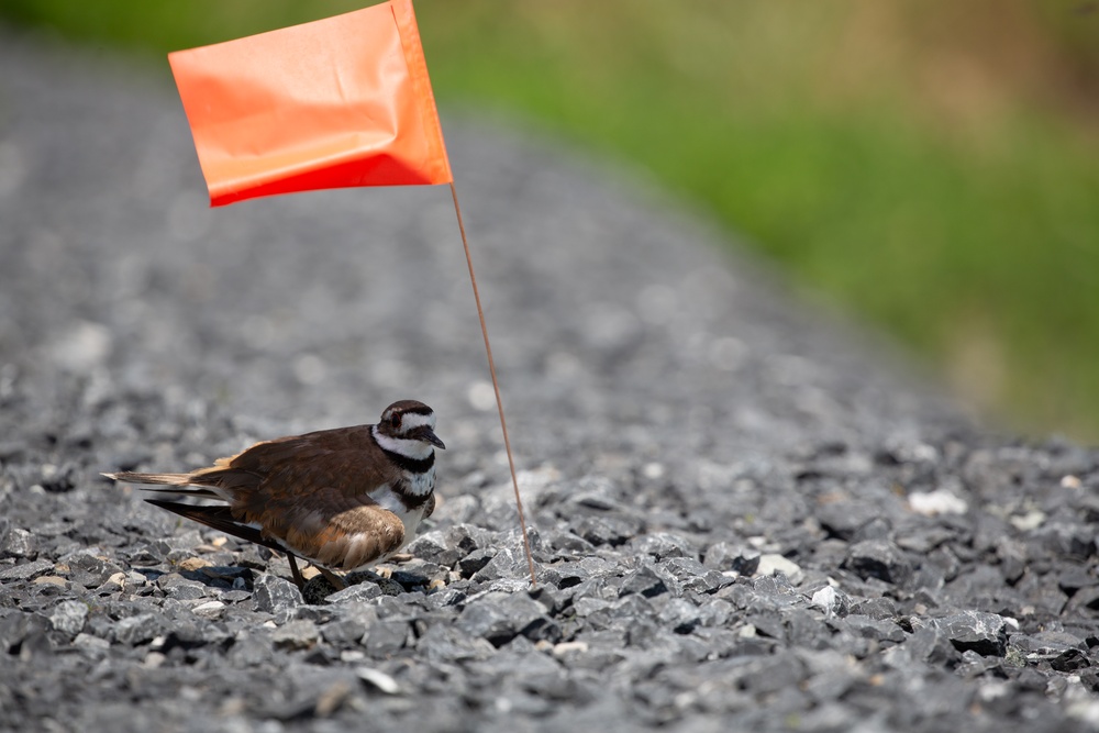 Poplar Island Habitat Supports Diverse Wildlife
