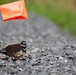 Poplar Island Habitat Supports Diverse Wildlife