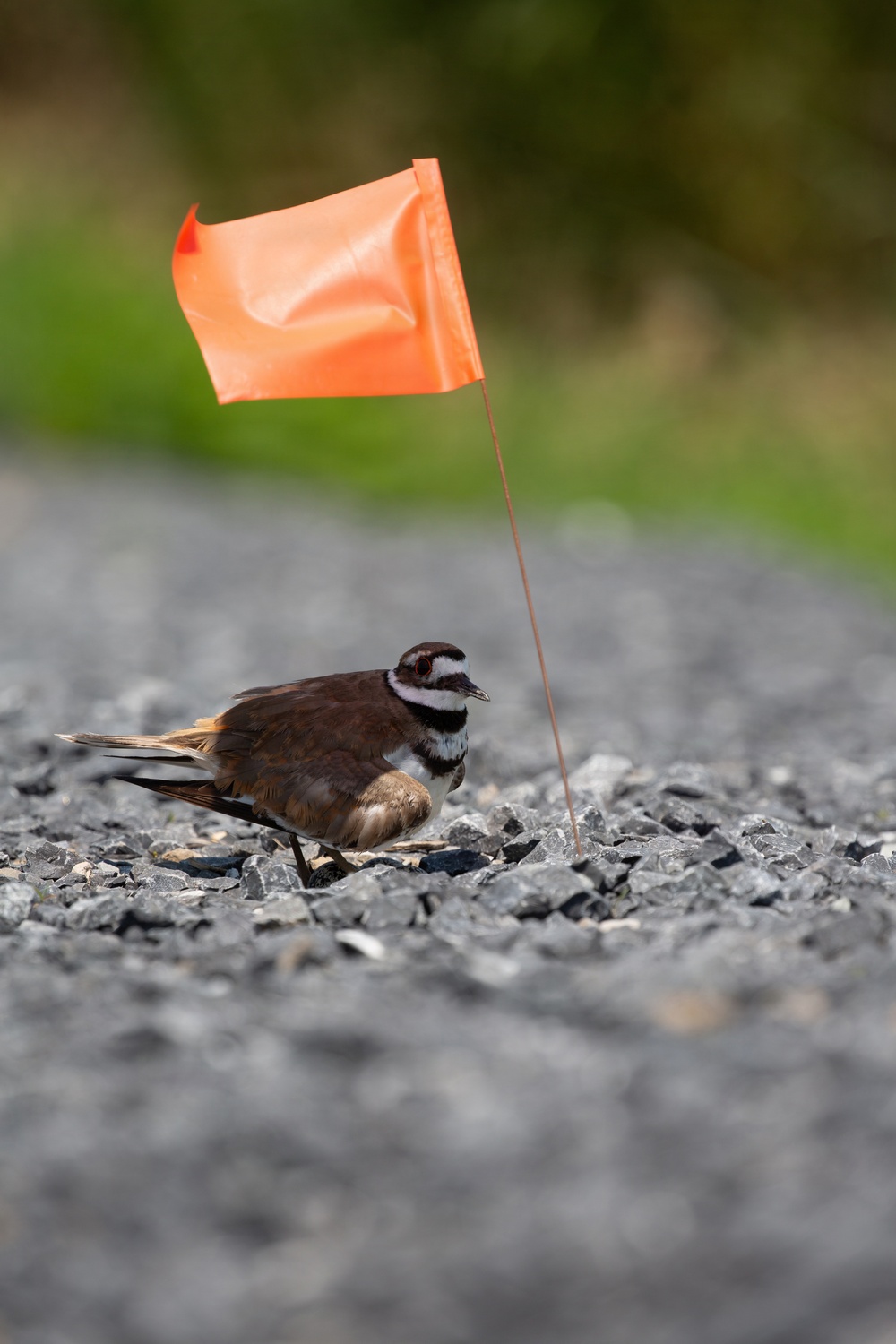 Poplar Island Habitat Supports Diverse Wildlife