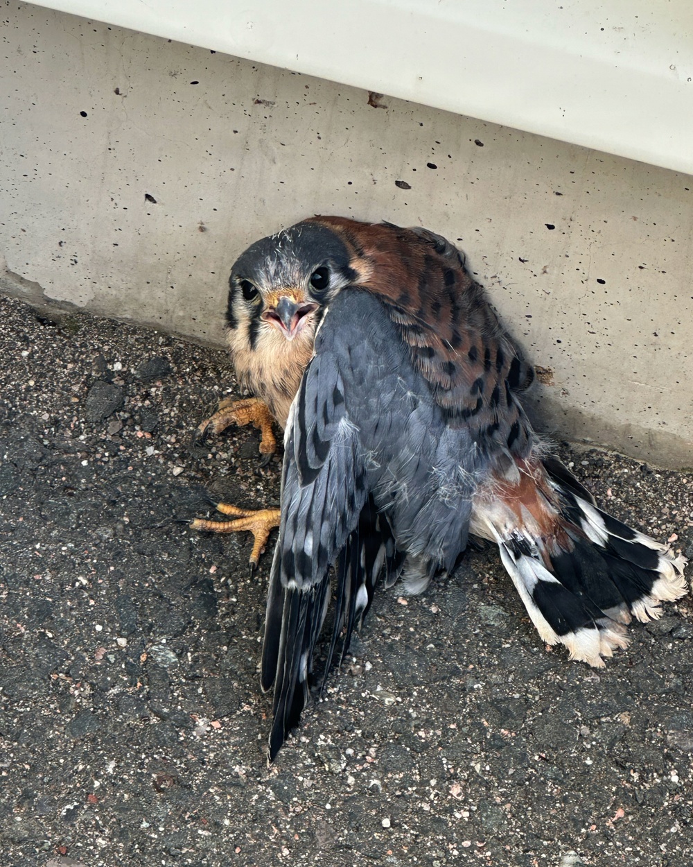Airfield Management and USDA Rescue Injured Kestrel at the 104th Fighter Wing