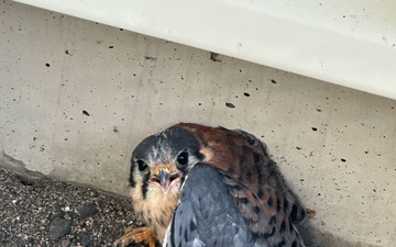 Airfield Management and USDA Rescue Injured Kestrel at the 104th Fighter Wing