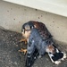 Airfield Management and USDA Rescue Injured Kestrel at the 104th Fighter Wing