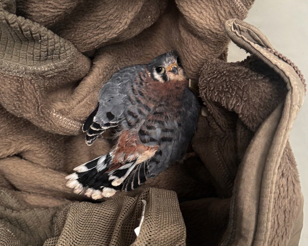 Airfield Management and USDA Rescue Injured Kestrel at the 104th Fighter Wing