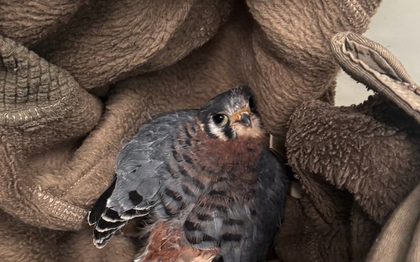Airfield Management and USDA Rescue Injured Kestrel at the 104th Fighter Wing