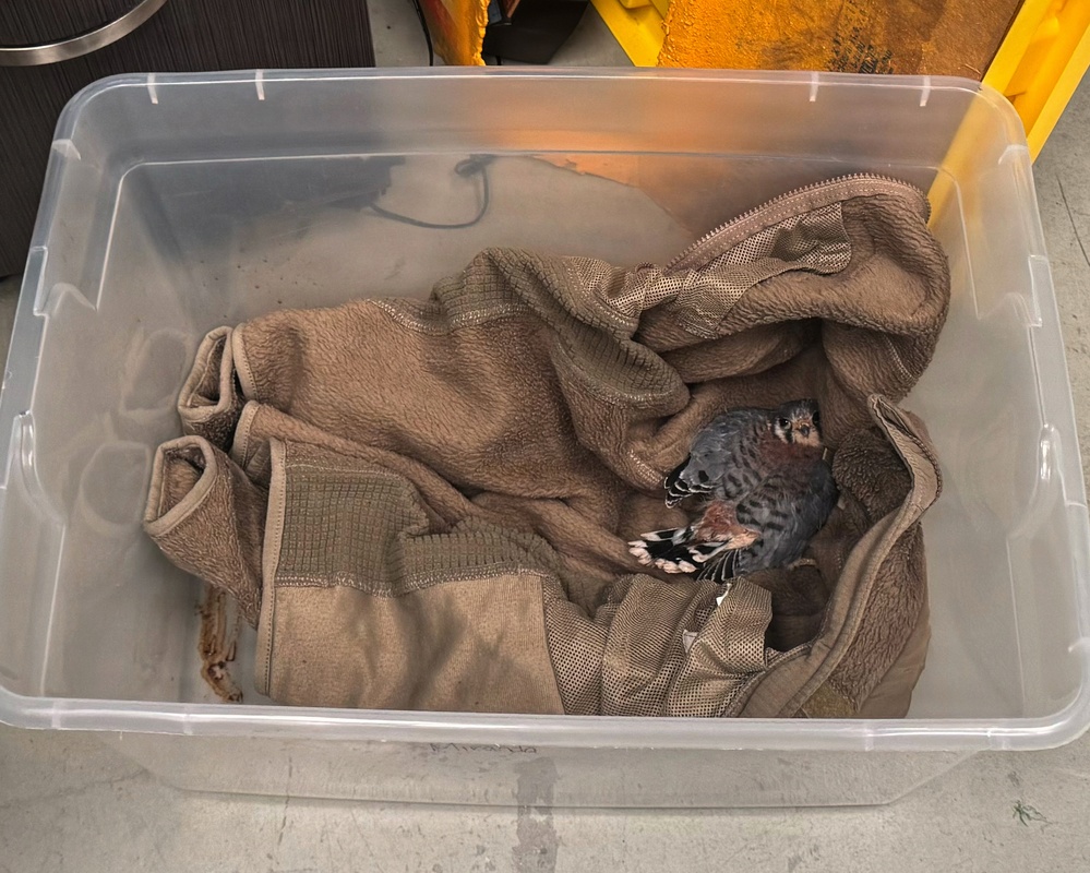 Airfield Management and USDA Rescue Injured Kestrel at the 104th Fighter Wing
