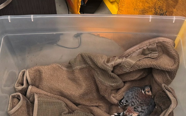 Airfield Management and USDA Rescue Injured Kestrel at the 104th Fighter Wing