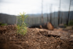 Reforestation: Nature and nurseries