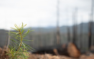 Reforestation: Nature and nurseries