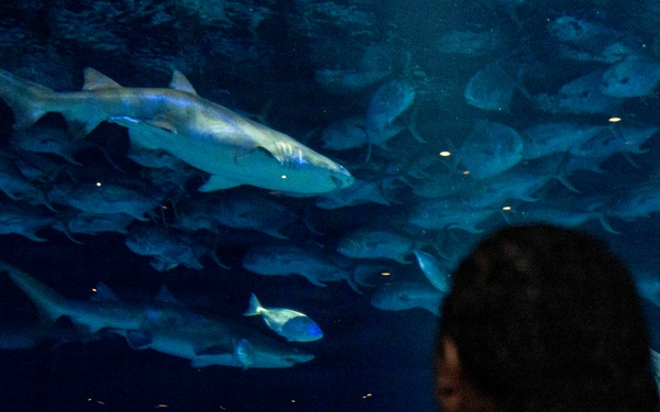 U.S. Sailors Visit New York Aquarium