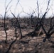 Camp Pendleton Fire Department Combats Range 501, 'Pipeline Fire'