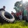 An instructor or coach in a black shirt and sunglasses demonstrates a large tire flip exercise to a group of young men on a grass field. The group, wearing athletic clothing in red and green, observes attentively as the demonstrator positions the heavy tire. The scene appears to be an outdoor fitness training or sports conditioning session, likely during summer based on the foliage and lighting.