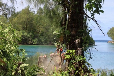 MCED-P 26.2 clears vegetation for future projects