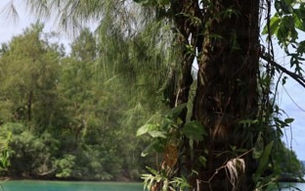 MCED-P 26.2 clears vegetation for future projects