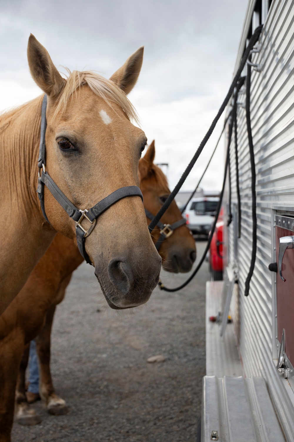 U.S. Marine Corps Mounted Color Guard participates in the Cody Stampede