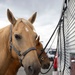 U.S. Marine Corps Mounted Color Guard participates in the Cody Stampede