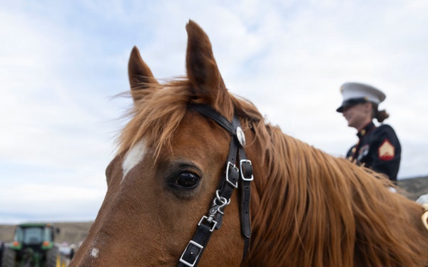 U.S. Marine Corps Mounted Color Guard participates in the Cody Stampede
