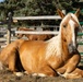 U.S. Marine Corps Mounted Color Guard participates in the Cody Stampede