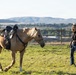 U.S. Marine Corps Mounted Color Guard participates in the Cody Stampede