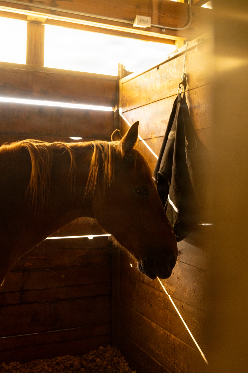U.S. Marine Corps Mounted Color Guard participates in the Rooftop Rodeo
