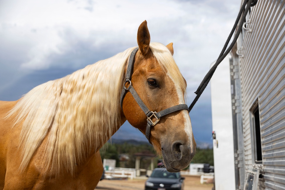 U.S. Marine Corps Mounted Color Guard participates in the Rooftop Rodeo