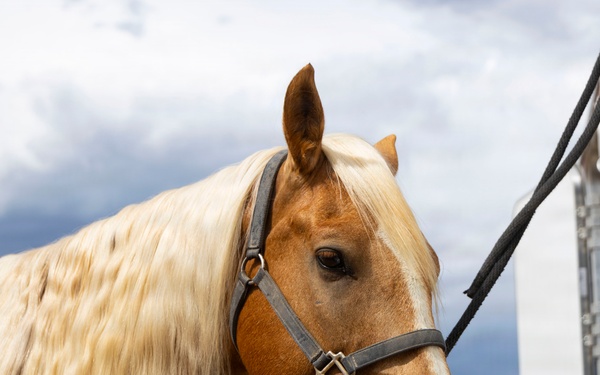 U.S. Marine Corps Mounted Color Guard participates in the Rooftop Rodeo