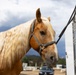 U.S. Marine Corps Mounted Color Guard participates in the Rooftop Rodeo