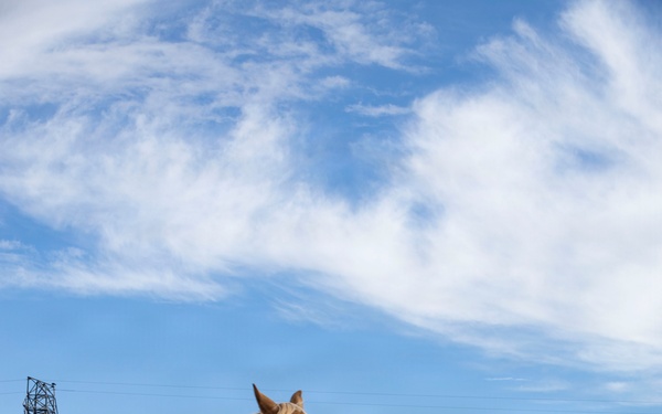 U.S. Marine Corps Mounted Color Guard participates in the Rooftop Rodeo