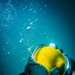 U.S. Navy and Royal New Zealand Navy divers conduct salvage training