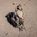 SLTE 4-26: 2nd Combat Engineer Battalion Demolition Range