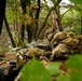 Multiple soldiers in full combat gear are positioned in a defensive firing line within a wooded area. They are prone or low to the ground behind a dirt embankment, aiming machine guns forward. The scene appears to depict a military training exercise or tactical field operation.